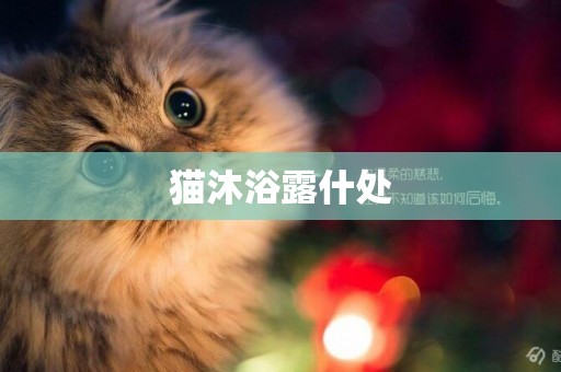 貓沐浴露什處