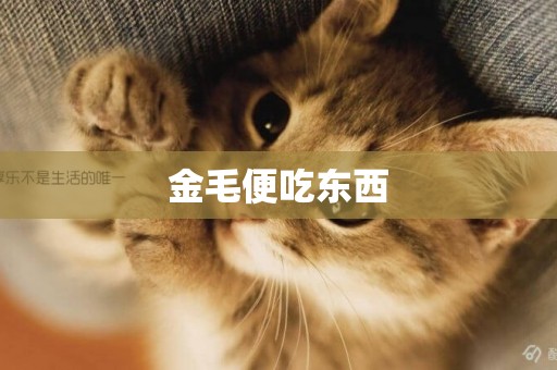 金毛便吃東西