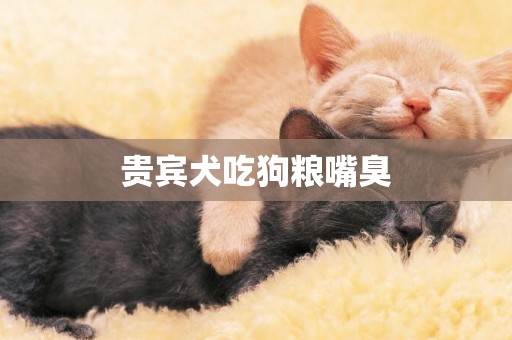 貴賓犬吃狗糧嘴臭