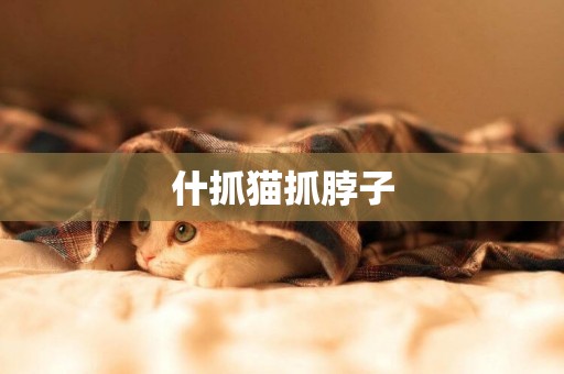 什抓貓抓脖子
