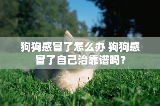 狗狗感冒了怎么辦 狗狗感冒了自己治靠譜嗎？