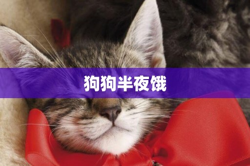 狗狗半夜餓