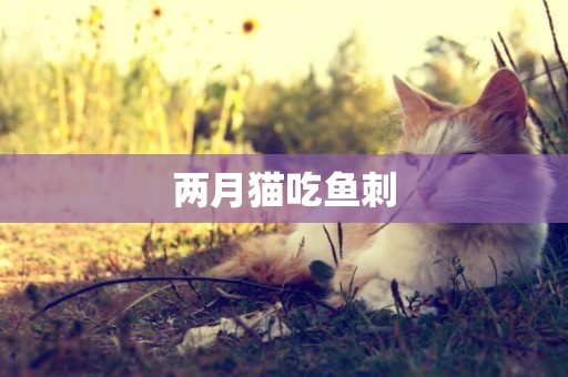 兩月貓吃魚刺