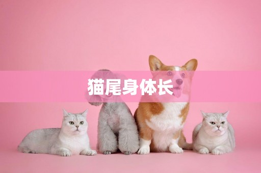 貓尾身體長