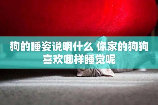 狗的睡姿說明什么 你家的狗狗喜歡哪樣睡覺呢