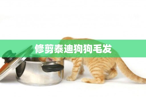 修剪泰迪狗狗毛發
