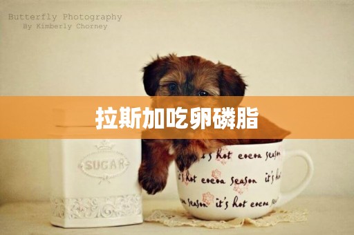 拉斯加吃卵磷脂