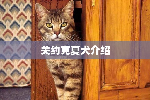 關約克夏犬介紹