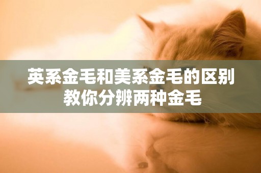 英系金毛和美系金毛的區別 教你分辨兩種金毛