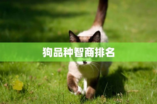 狗品種智商排名