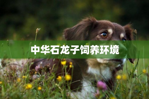 中華石龍子飼養環境