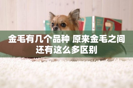 金毛有幾個品種 原來金毛之間還有這么多區別