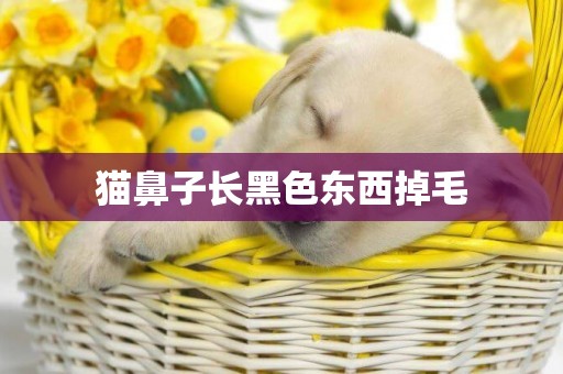 貓鼻子長黑色東西掉毛