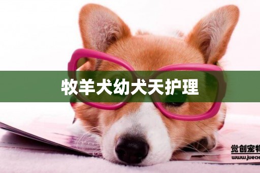 牧羊犬幼犬天護理