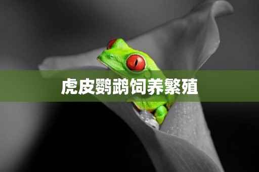 虎皮鸚鵡飼養繁殖