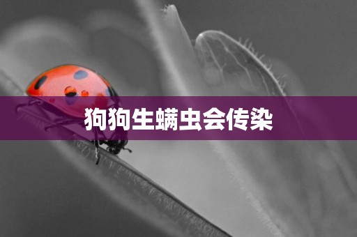狗狗生螨蟲會傳染