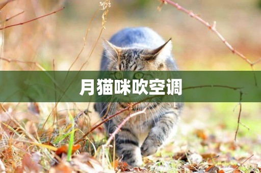 月貓咪吹空調