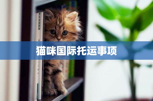 貓咪國際托運事項