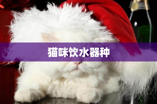 貓咪飲水器種