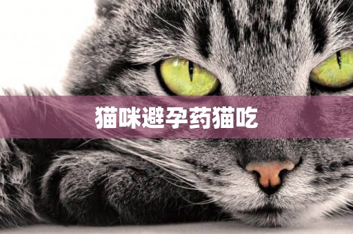 貓咪避孕藥貓吃