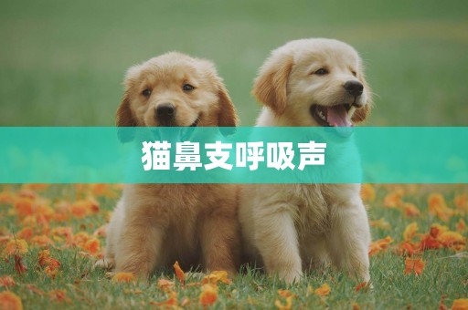 貓鼻支呼吸聲