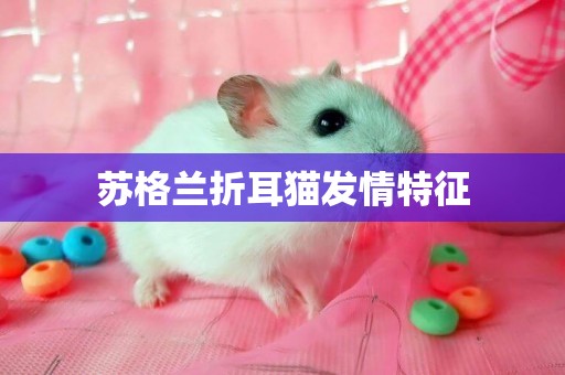 蘇格蘭折耳貓發情特征