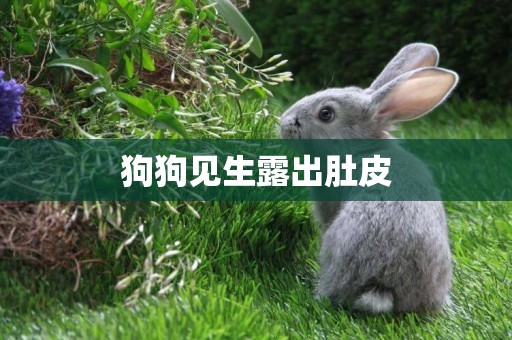 狗狗見生露出肚皮