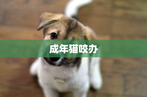 成年貓咬辦
