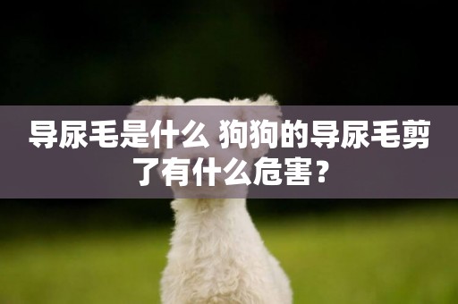 導尿毛是什么 狗狗的導尿毛剪了有什么危害？