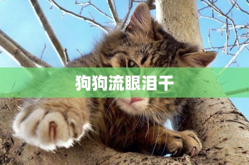 狗狗流眼淚干