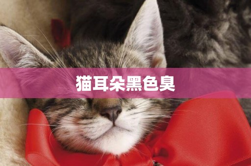 貓耳朵黑色臭