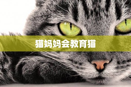 貓媽媽會教育貓