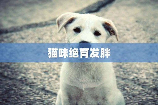 貓咪絕育發胖