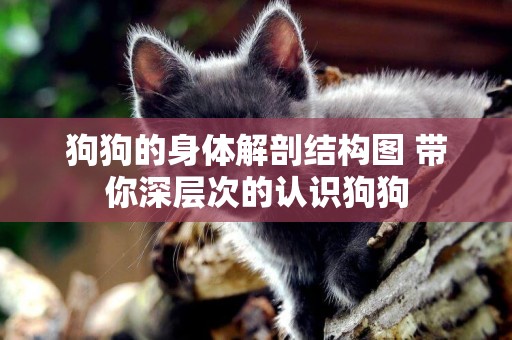 狗狗的身體解剖結構圖 帶你深層次的認識狗狗