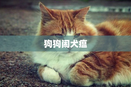 狗狗鬧犬瘟