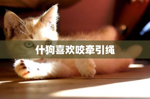 什狗喜歡咬牽引繩