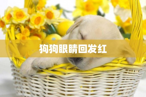 狗狗眼睛回發紅