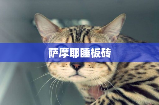 薩摩耶睡板磚
