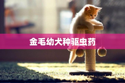 金毛幼犬種驅蟲藥
