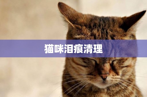 貓咪淚痕清理