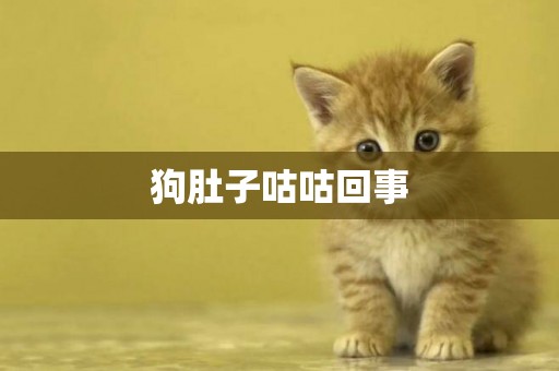 狗肚子咕咕回事