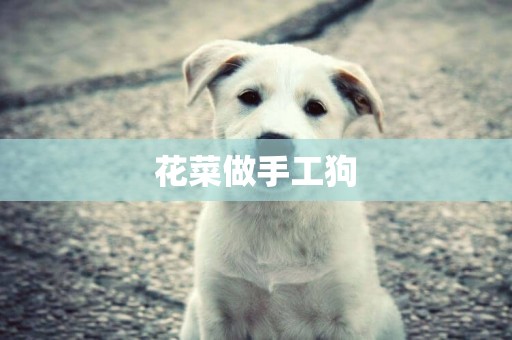 花菜做手工狗