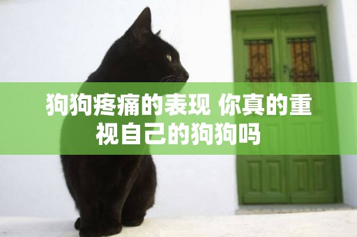 狗狗疼痛的表現 你真的重視自己的狗狗嗎