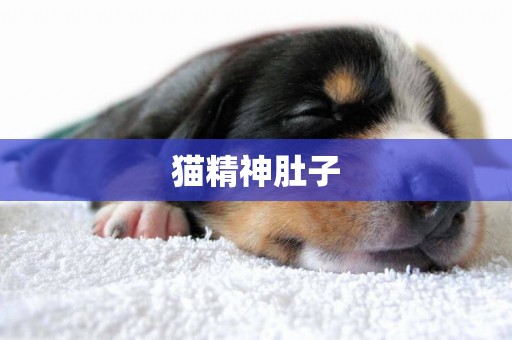 貓精神肚子