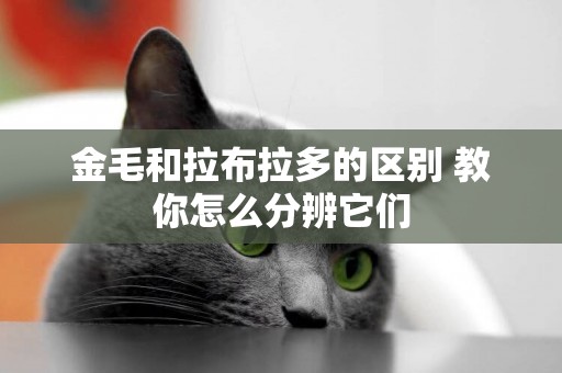 金毛和拉布拉多的區別 教你怎么分辨它們