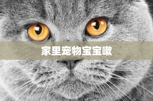 家里寵物寶寶嗽