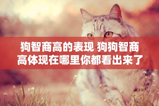 狗智商高的表現 狗狗智商高體現在哪里你都看出來了嗎？