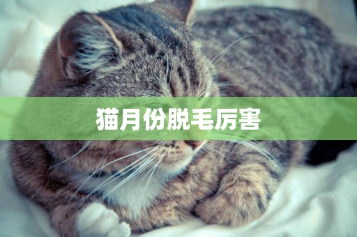 貓月份脫毛厲害