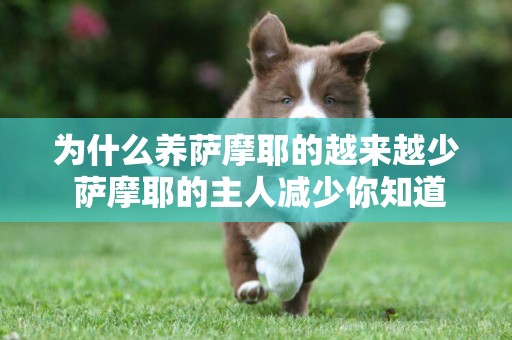 為什么養薩摩耶的越來越少 薩摩耶的主人減少你知道原因嗎