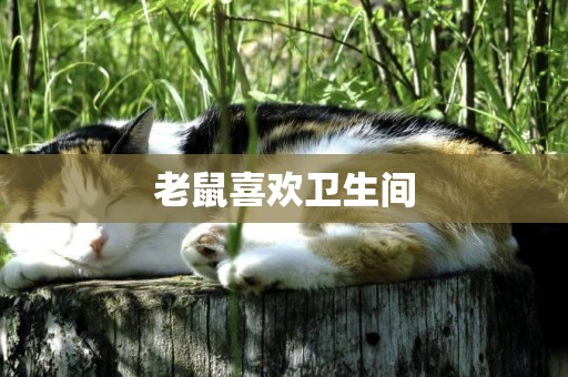 老鼠喜歡衛生間